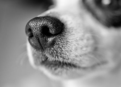 dogs nose