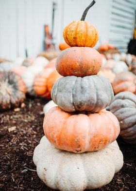 Colorful piled pumpkin