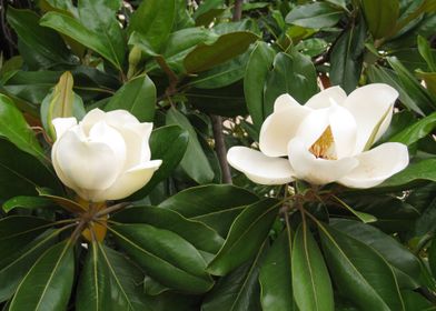Two magnolias