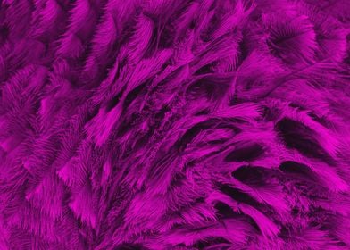 Ostrich Feathern magenta