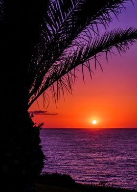 purple sunrise 