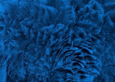 Ostrich Feathern blue