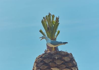 Seagull singing on a palm 