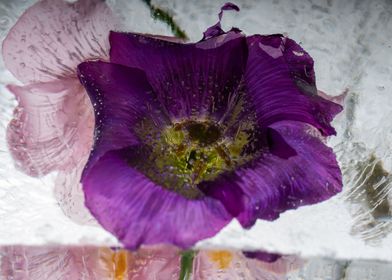 Campanula in ice 2