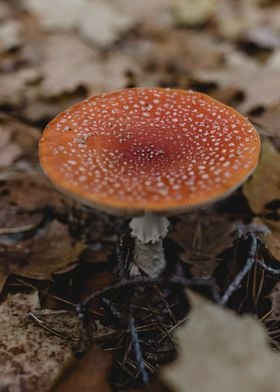 Orange and white mushroom