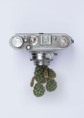 Camera and cactus