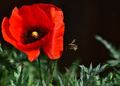 The Poppy and the Bee