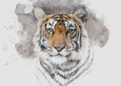 tiger