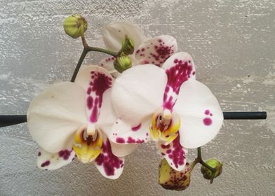 Two orchids