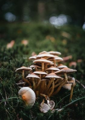 Mushroom in forest