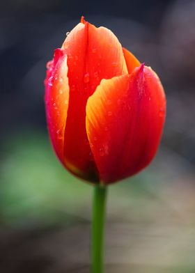 Red yellow tulip closeup