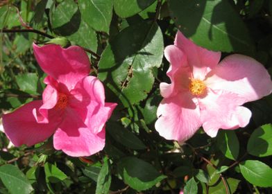 Two mutabilis roses