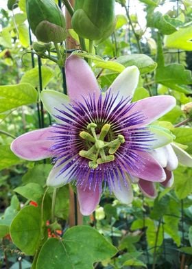 Passion Flower