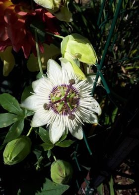 Passion Flower White