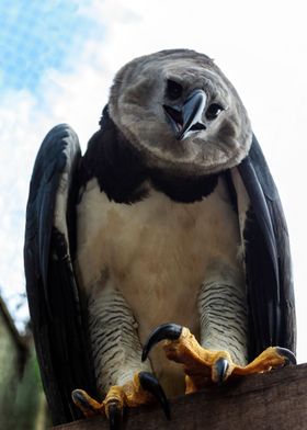 Harpy Eagle Talons