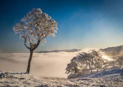 Frozen Trees