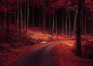 Red autumn forest