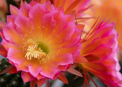 Cactus Blossom