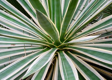 Agave Variata