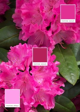 Pink Bloom