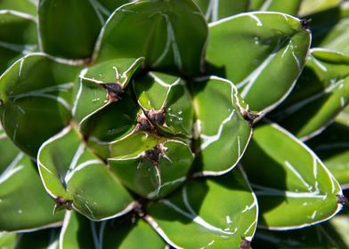 Agave Victoria Reginae