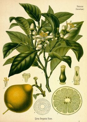 Citrus Bergamia