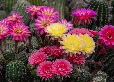 Cactus Blossom