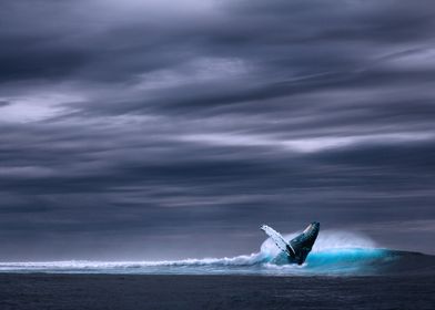 Whale surfing