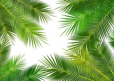 Coconut Leaf Art Pattern