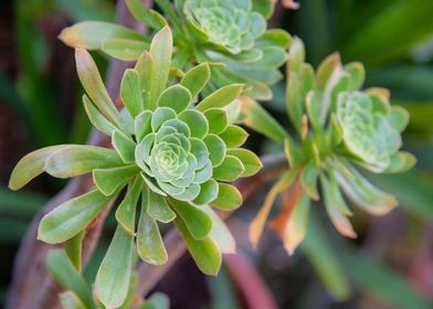 Aeonium Arboreum