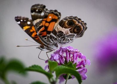 Colorful Butterfly