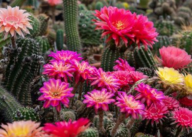 Cactus Blossom