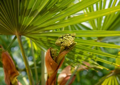 Palm bloom