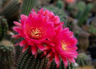 Cactus Blossom