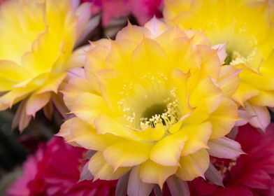 Cactus Blossom