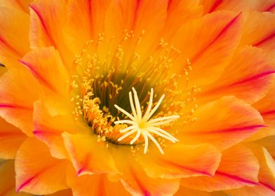 Cactus Blossom