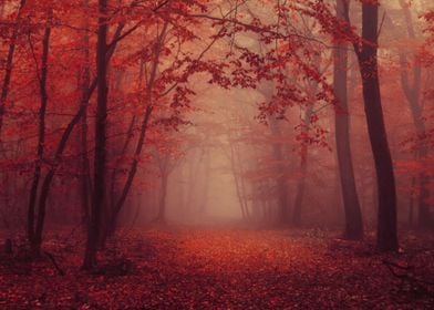 Red autumn forest path