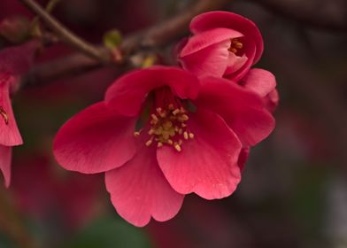 Flower in pink