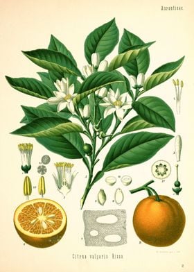 Citrus vulgaris