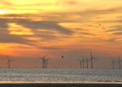wind farm at sunset