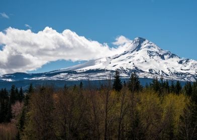 Mt Hood on a Sunny Day