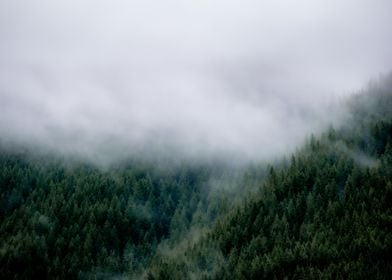 Fog Over the Forest