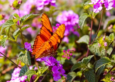 Bright Orange Butterfly