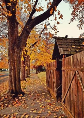 Autumn Walk