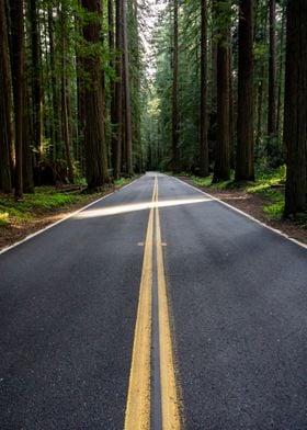 Road Into the Forest