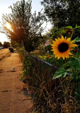 Sunflower at Sunset