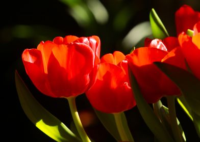 Red Tulips