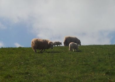 Spring lambs