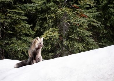 Sierra Red Fox