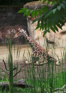 Giraffe